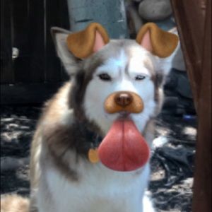 Meet your Posher, Angelina